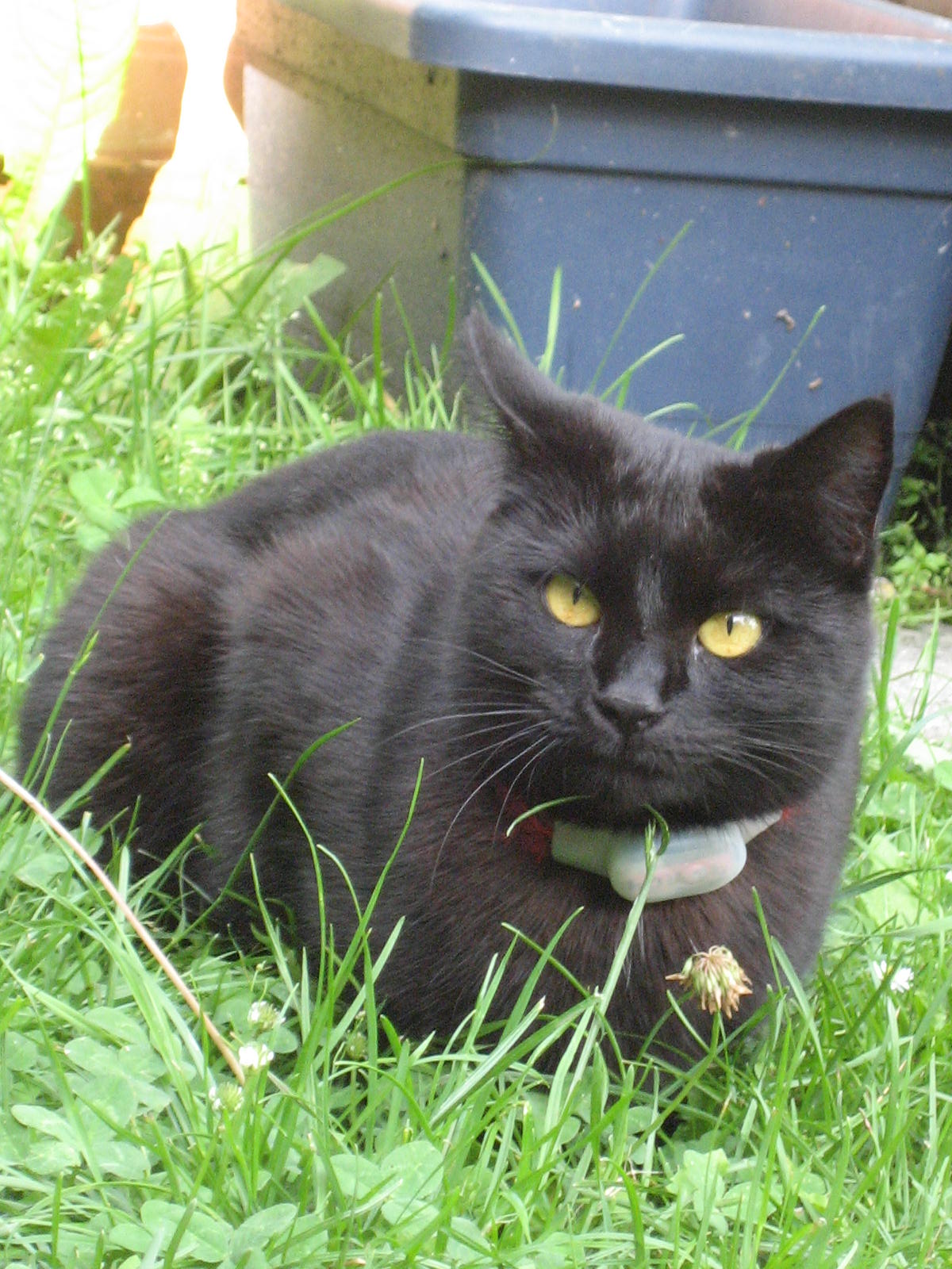 Cleo hier mit Peilsender Loc8tor Pet